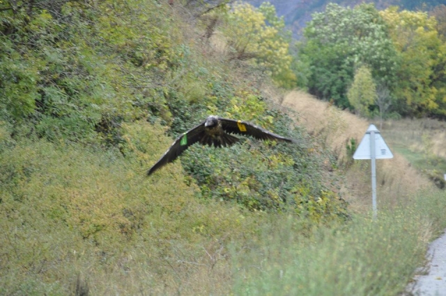 Sighting a bearded vulture 